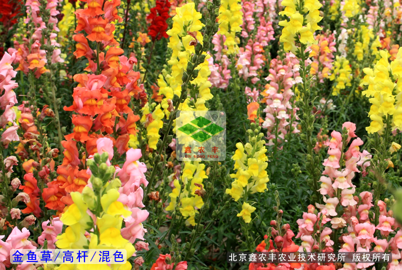 金魚草種子